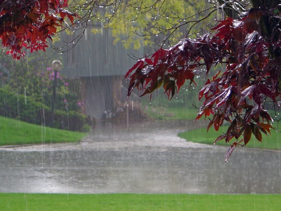 باغ در یک روز بارانی